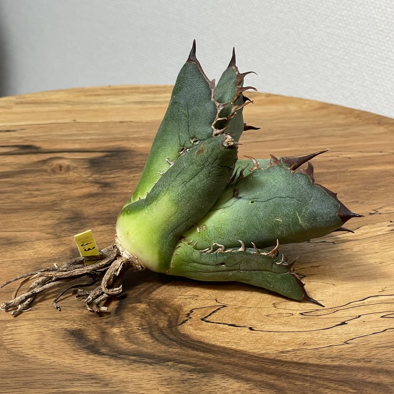 Agave oteroi (from Oaxaca) No. 0145 COYOTE PLAN...