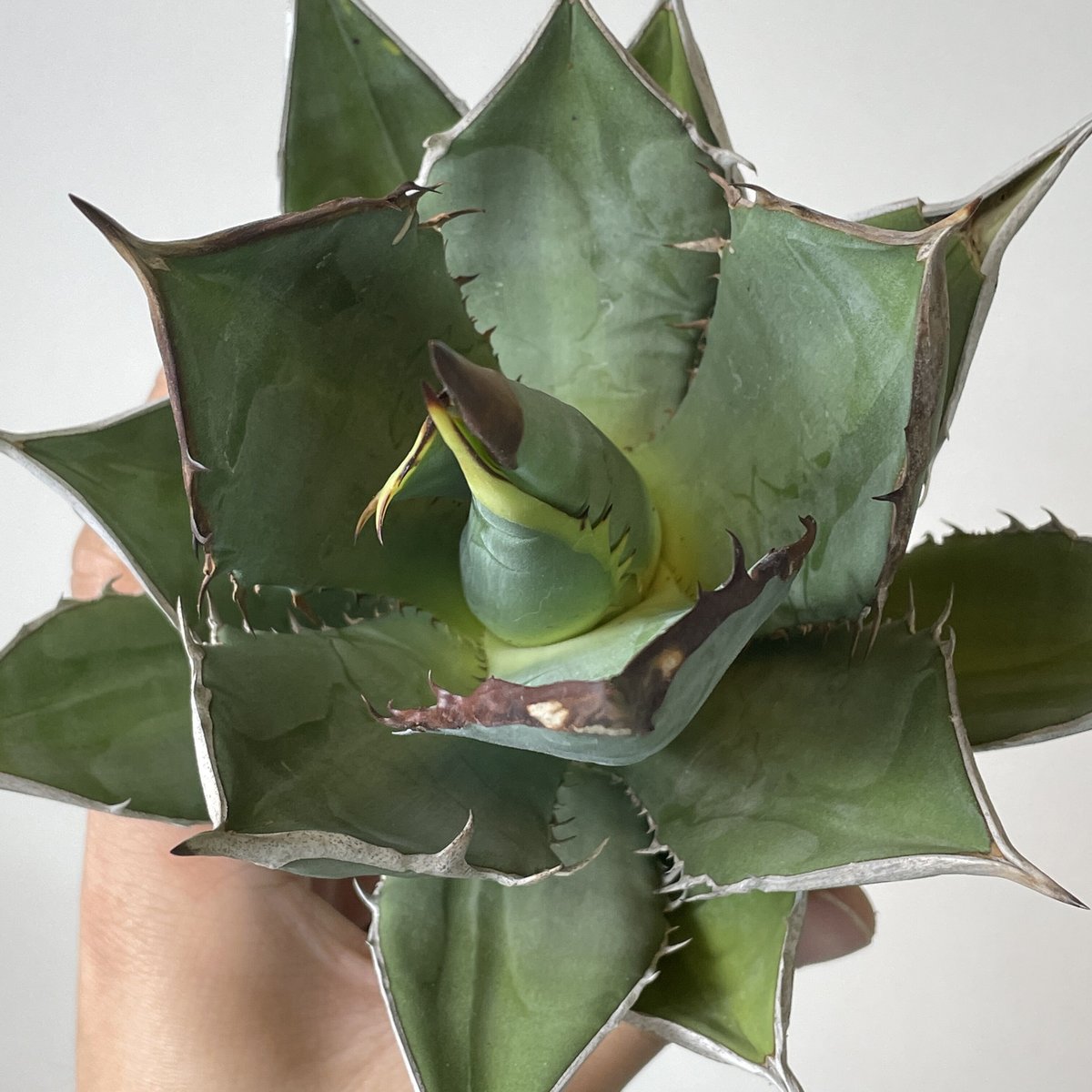 Agave titanota 