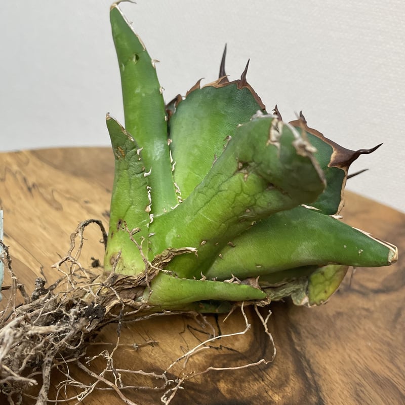 Agave titanota 中型 Agave titanota (from Espana) No.0125 PLANT'S L