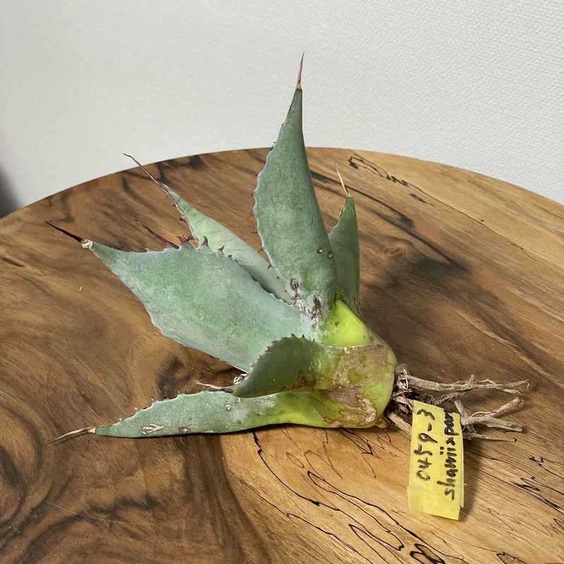 新品Mサイズ kaitlynSepia Agave Mangave 