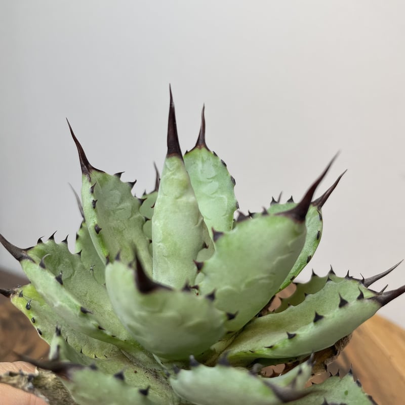 Agave 八荒雷神 (黒棘) No.0059 | MUNU