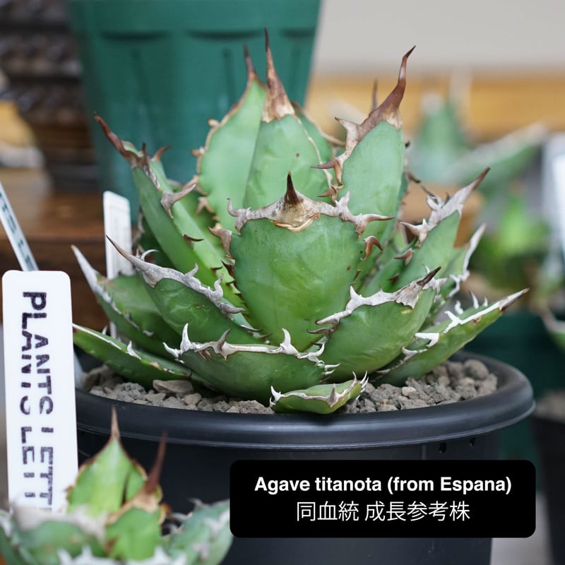 Agave titanota (from Espana) No.0052 | MUNU
