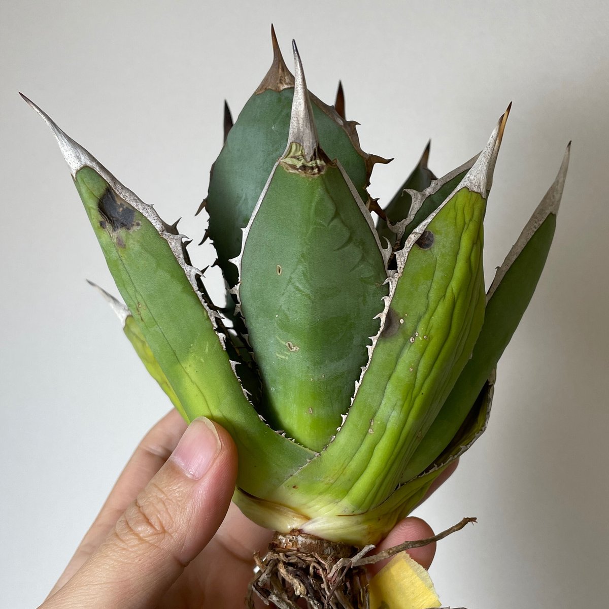 Agave titanota 
