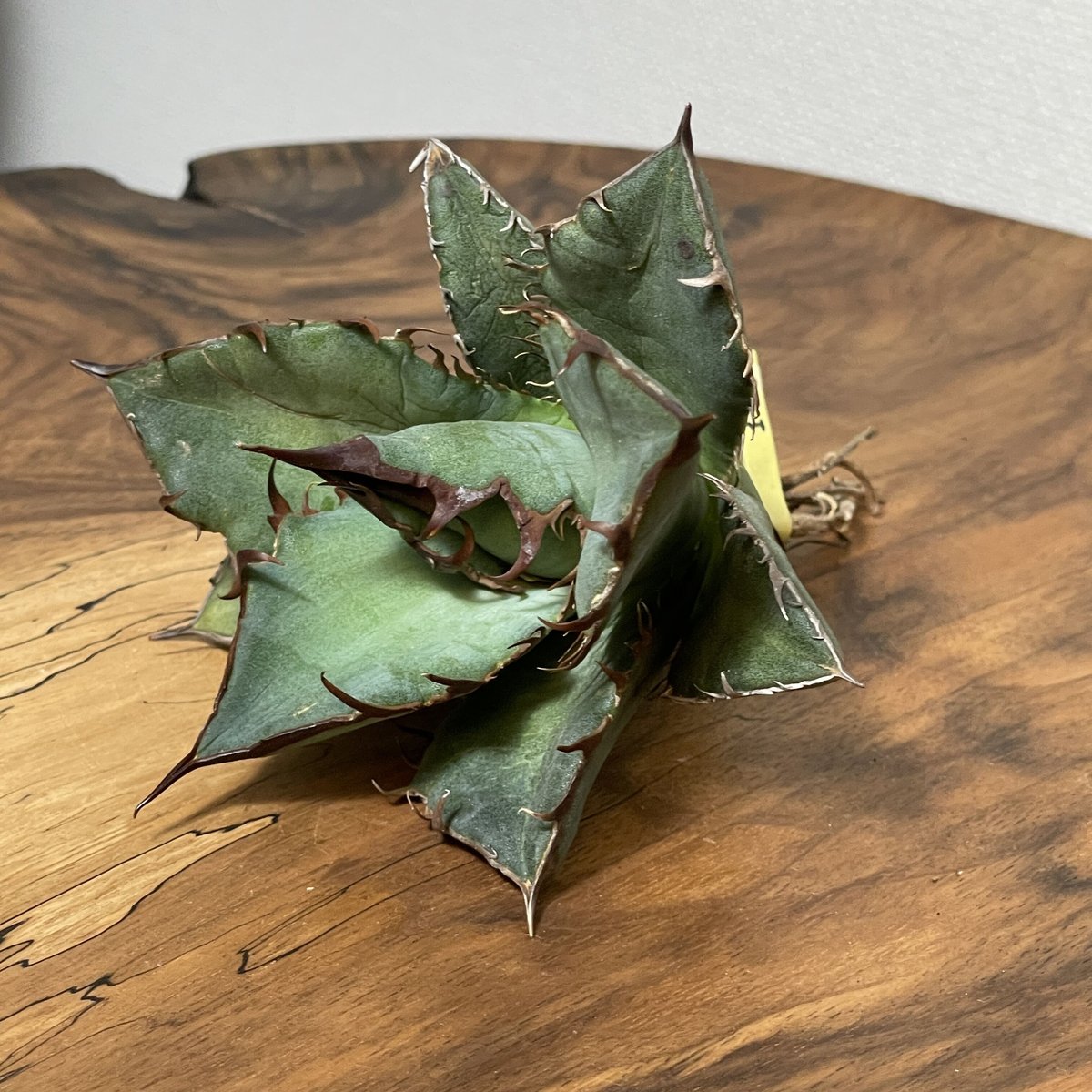 Coyote産 - Oteroi de Oaxaca Agave oteroi (from Oaxaca) No. 0145 COYOTE PLAN