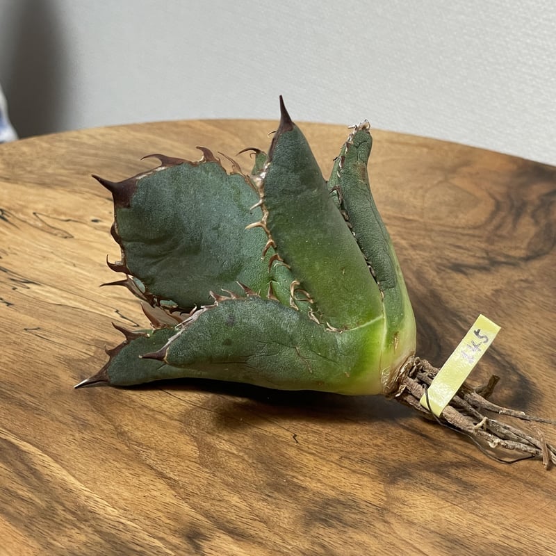 Agave oteroi (from Oaxaca) No. 0145 COYOTE PLAN