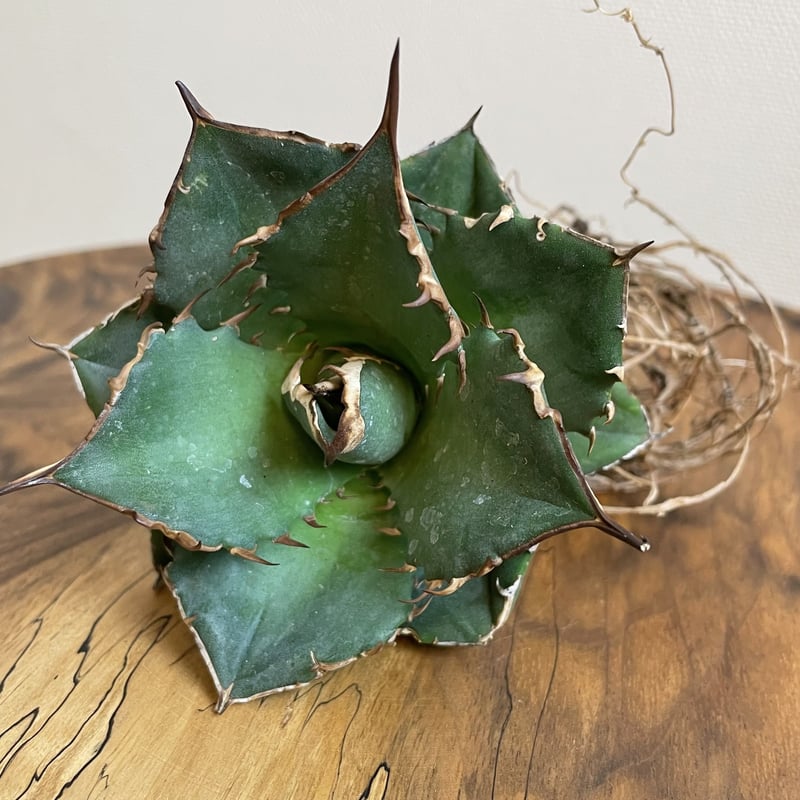 Agave titanota (from Espana) No.0052 | MUNU