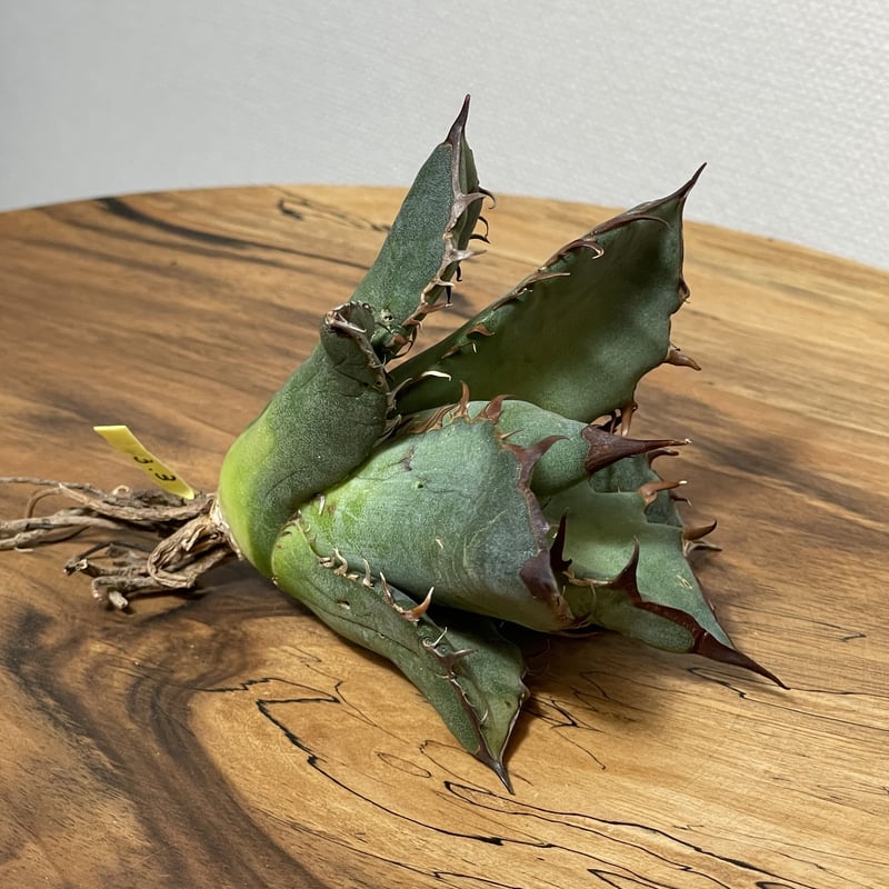 Agave oteroi (from Oaxaca) No. 0145 COYOTE PLAN
