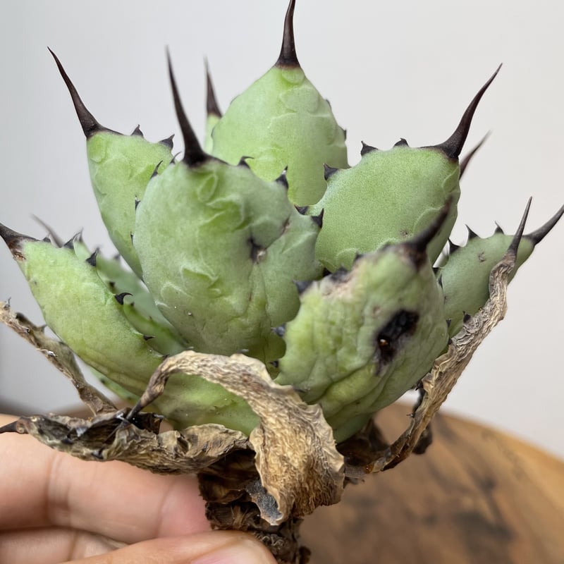Agave 八荒雷神 (黒棘) No.0059 | MUNU Agave 八荒雷神 (黒棘) No.0059 | MUNU