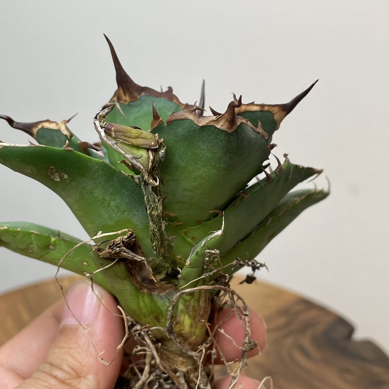 Agave titanota (from Espana) No.0125 PLANT'S L