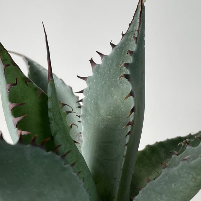 Agave shawii x Agave parrasana No.0459_3 | MUNU