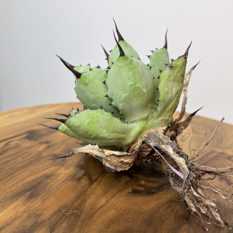 Agave 八荒雷神 (黒棘) No.0059 | MUNU