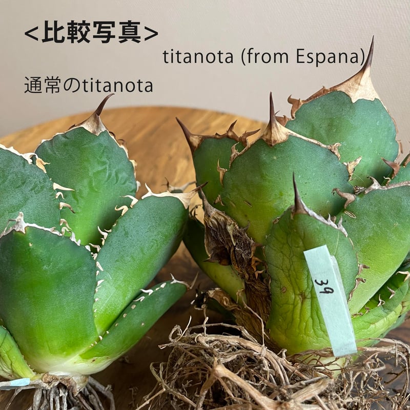 Agave titanota (from Espana) No.0052 | MUNU