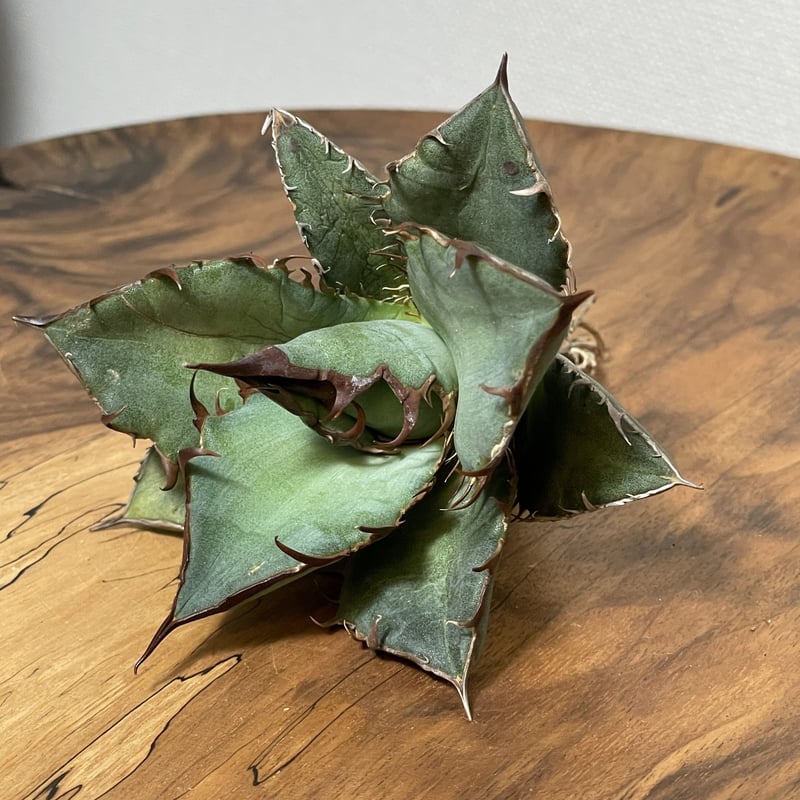 Agave oteroi (from Oaxaca) No. 0145 COYOTE PLAN