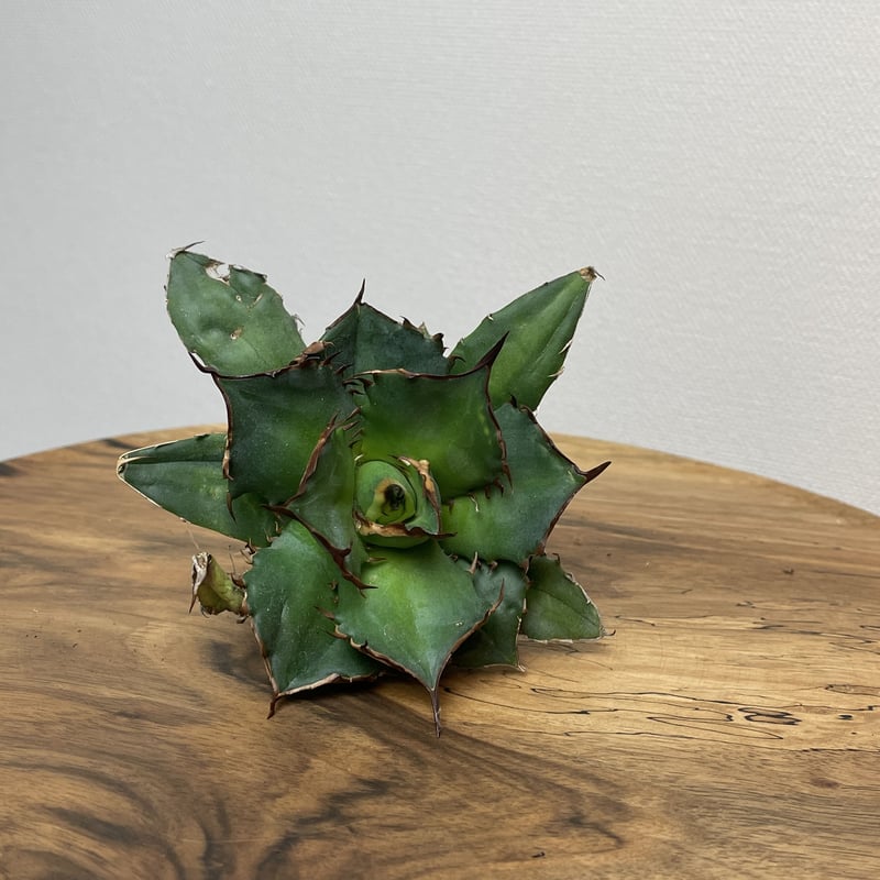 Agave titanota 中型 Agave titanota (from Espana) No.0125 PLANT'S L