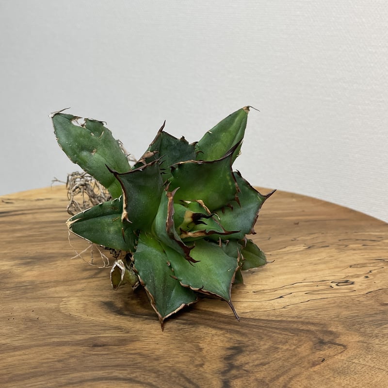 Agave titanota 中型 Agave titanota (from Espana) No.0125 PLANT'S L