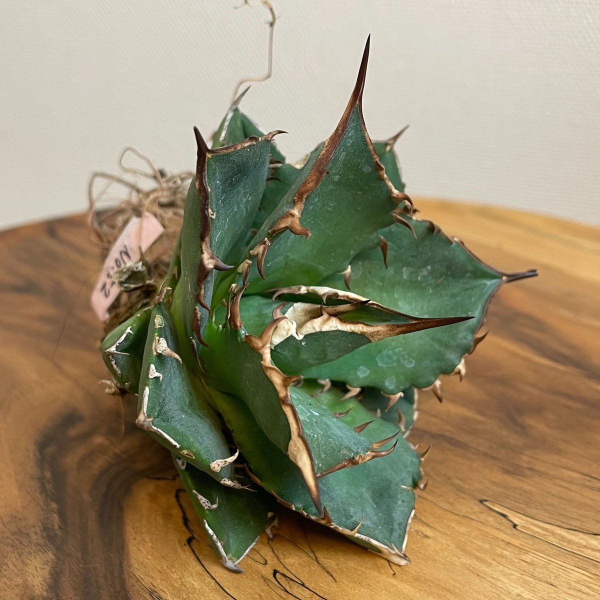 Agave titanota (from Espana) No.0052 | MUNU