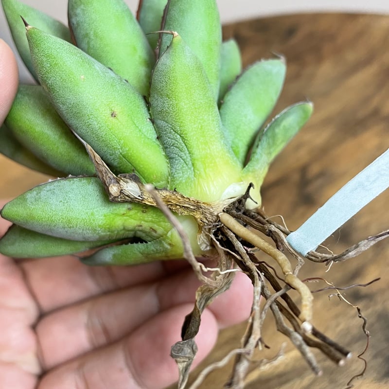 Agave 'Burnt Burgundy' No.0025 | MUNU Agave 'Burnt Burgundy' No.0025 | MUNU