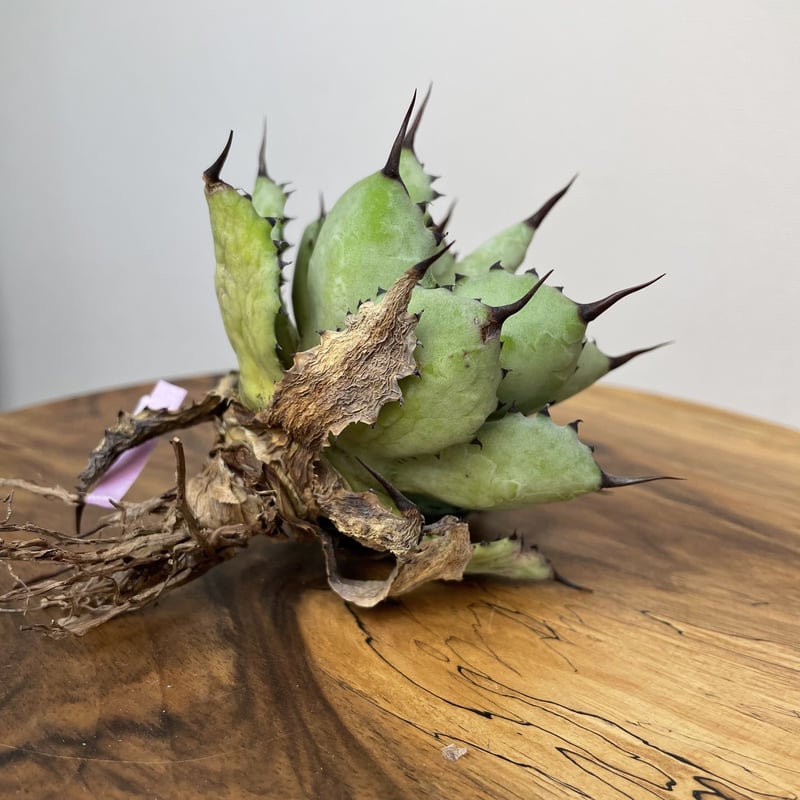 Agave 八荒雷神 (黒棘) No.0059 | MUNU