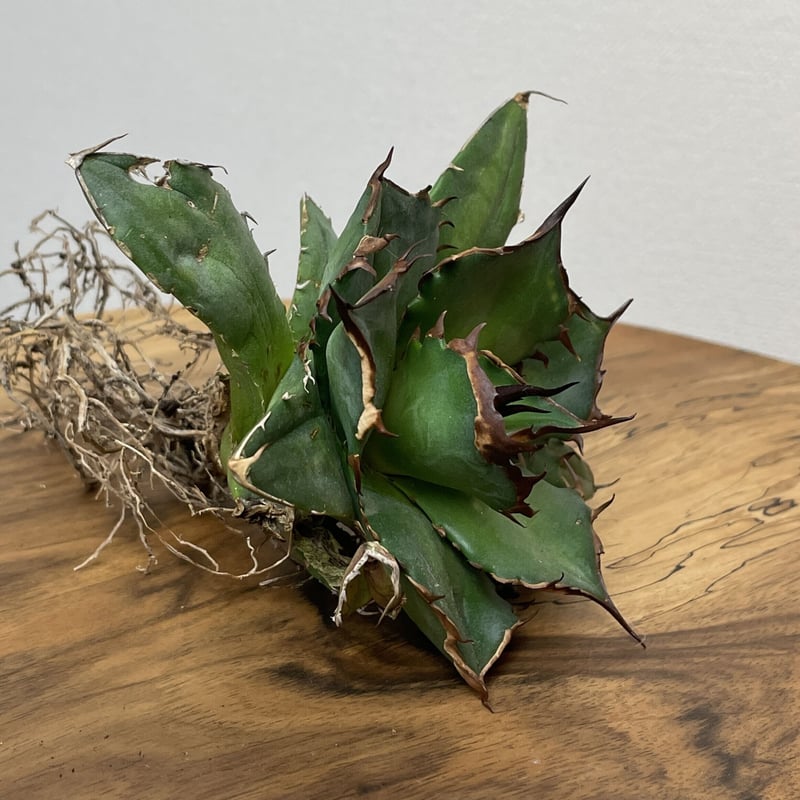 Agave titanota (from Espana) No.0125 PLANT'S L