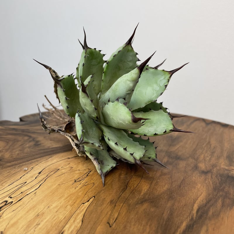Agave 八荒雷神 (黒棘) No.0059 | MUNU
