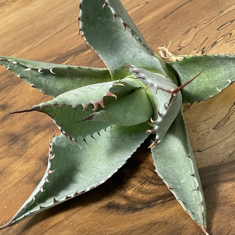 新品Mサイズ kaitlynSepia Agave 新品Mサイズ kaitlynSepia Agave Agave | SPG 'for sale'