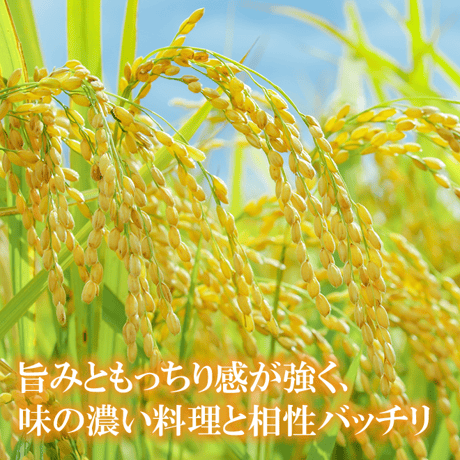令和７年産 壱岐産 こしひかり 5kg