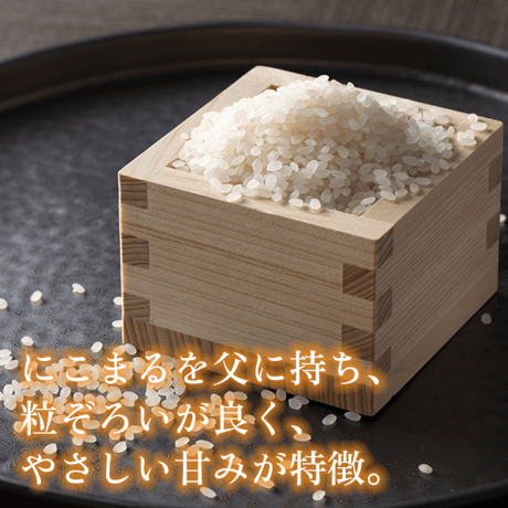 令和７年産 長崎県壱岐産 なつほのか 5kg