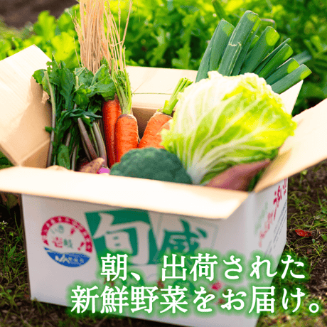 壱岐産旬のお野菜10品セット