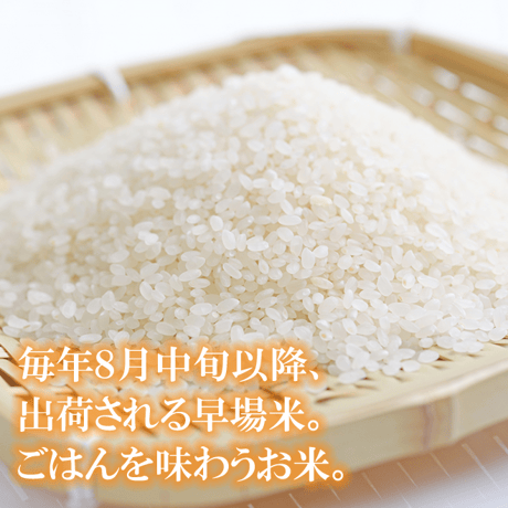 令和７年産 壱岐産 こしひかり 10kg