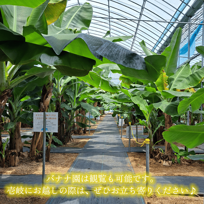 バナナリーフアイスクリーム 6個セット | 壱岐めし | 粋なごはんを