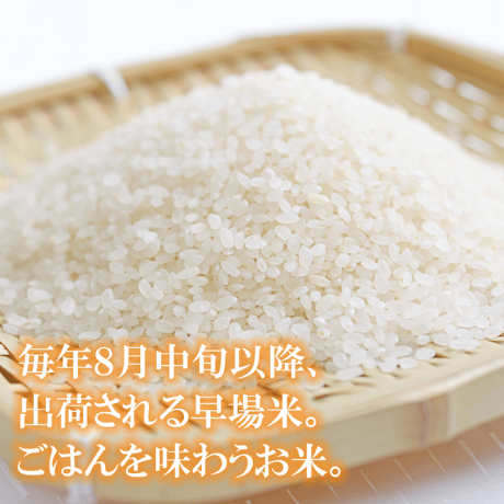 令和７年産 壱岐産 こしひかり 5kg