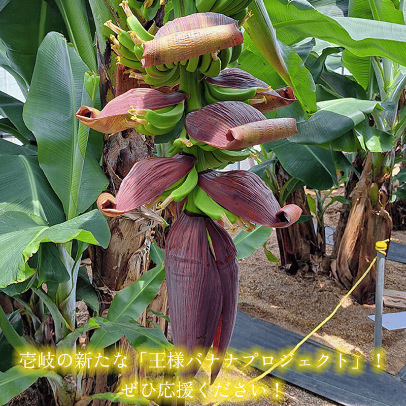バナナリーフアイスクリーム 6個セット | 壱岐めし | 粋なごはんを