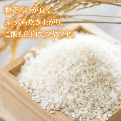 令和７年産 長崎県壱岐産 にこまる 5kg