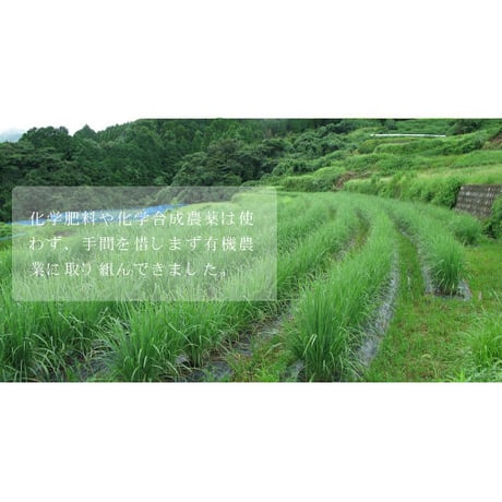 国産レモングラス　ティーバッグ　佐賀県武雄市（有機JAS認証原料使用）