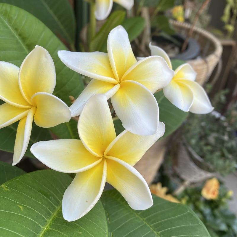 TS様専用ページ | Haoto flower-shop