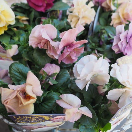 Haoto flower-shop