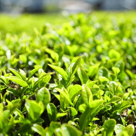 千 代 緑 - CHIYOMIDORI - （普通煎茶）