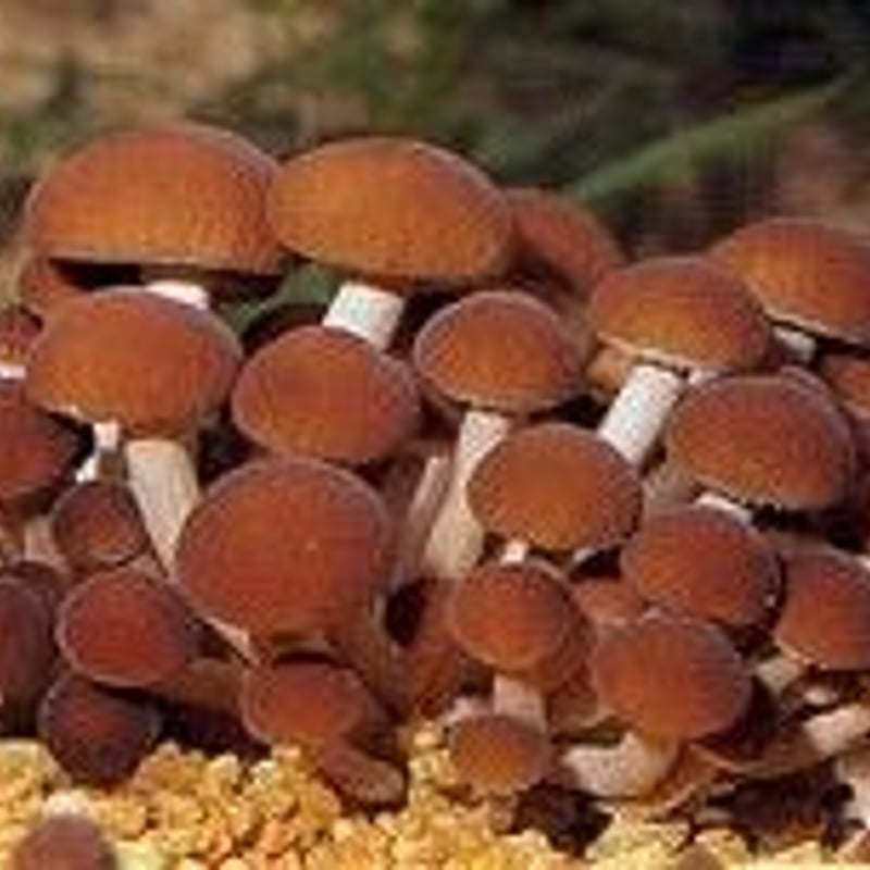 ヤナギマツタケ（オガ菌） | 富士種菌ショップ