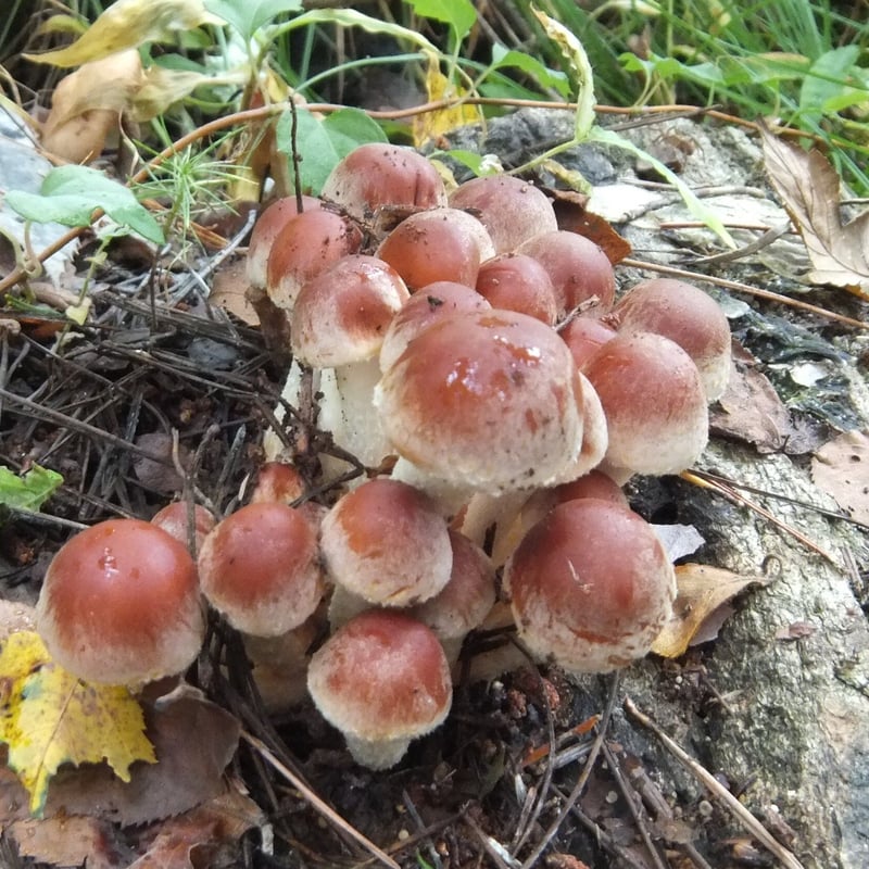 北アルプスの麓より・・・天然キノコ、クリタケ尽くし‼️ - 野菜