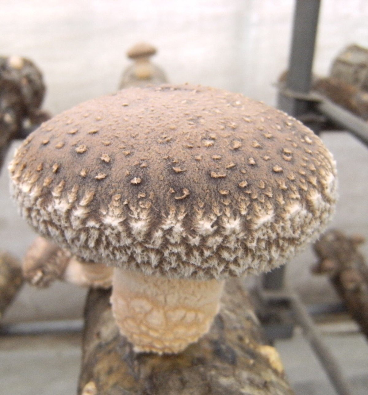 F613（オガ菌） | 富士種菌ショップ