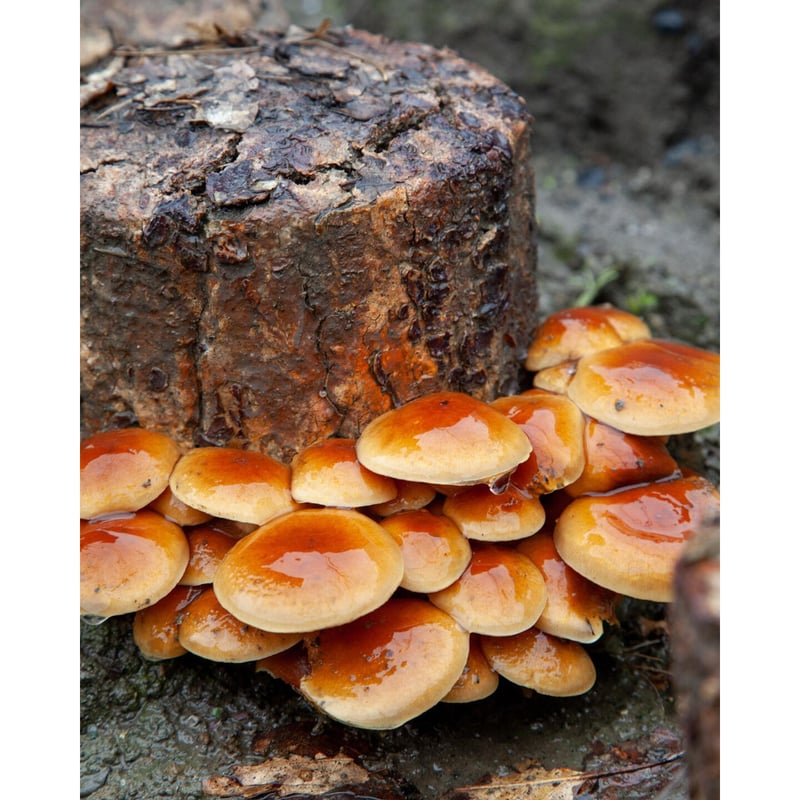 ナメコ完熟ホダ木（お電話にてご注文承ります） | 富士種菌ショップ