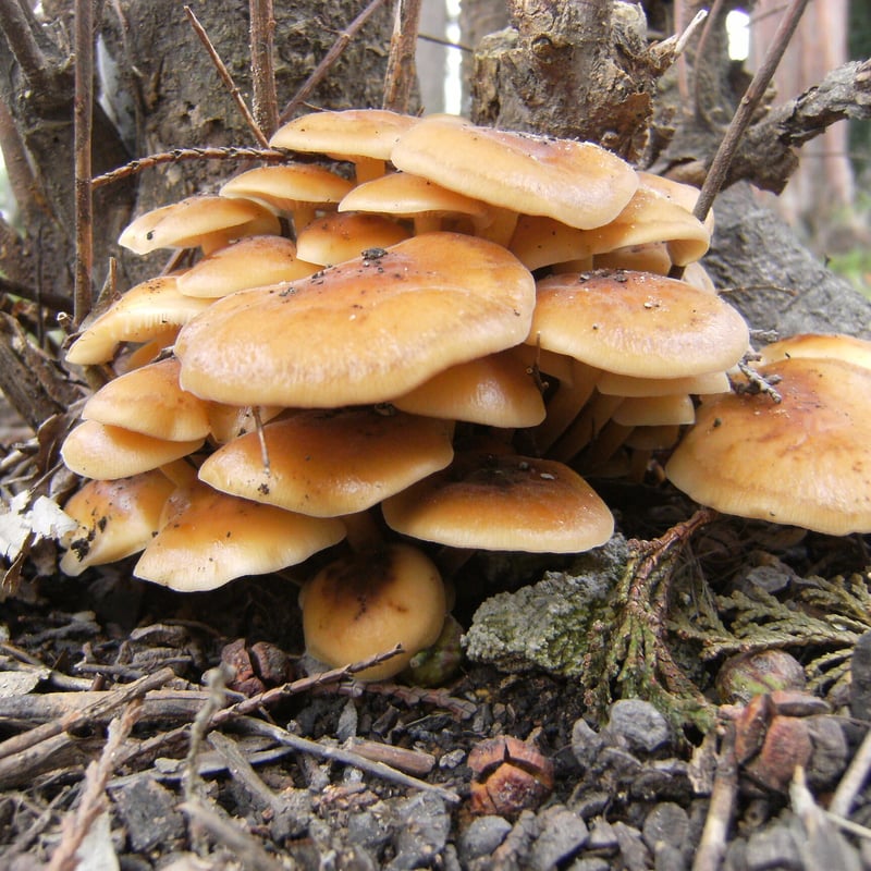 えのき茸 新潟県産えのき茸 | あんしん・おいしさのヒミツ | ヨークベニマル