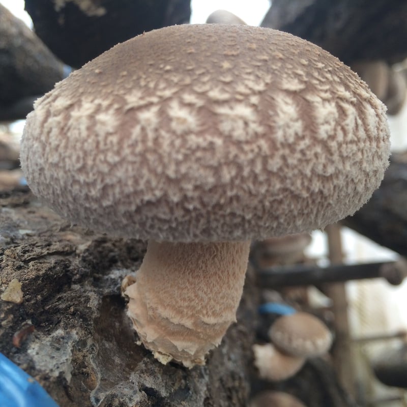 キノコ♡ 予約販売：2026年1月～2月中 お届け予定】<単品販売・先行予約