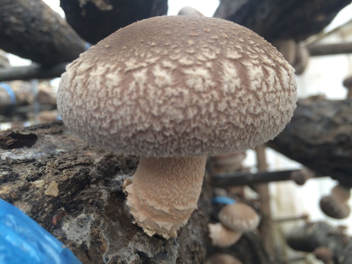 F613（駒菌） | 富士種菌ショップ