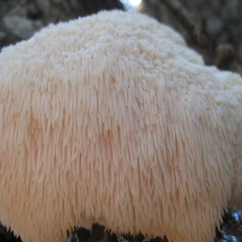 ヤマブシタケ（オガ菌） | 富士種菌ショップ