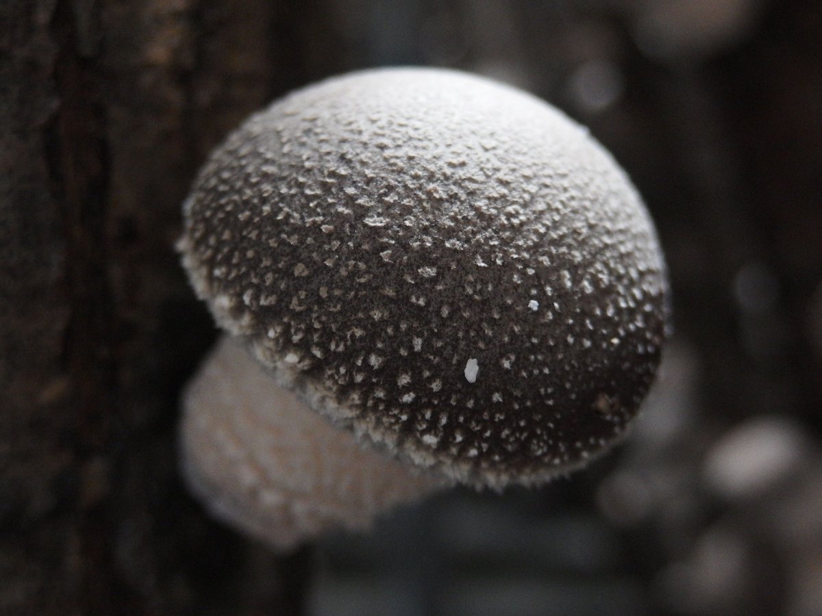 F613（駒菌） | 富士種菌ショップ