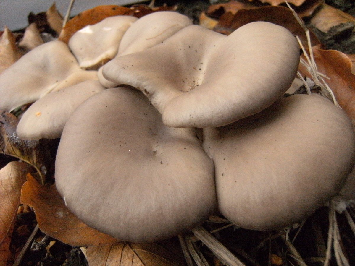 fit=scale-down,w=1200