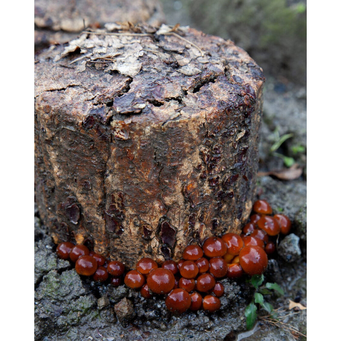 ポムさん様専用ページ。なってる椎茸原木1本・なめこ原木1本 お庭で