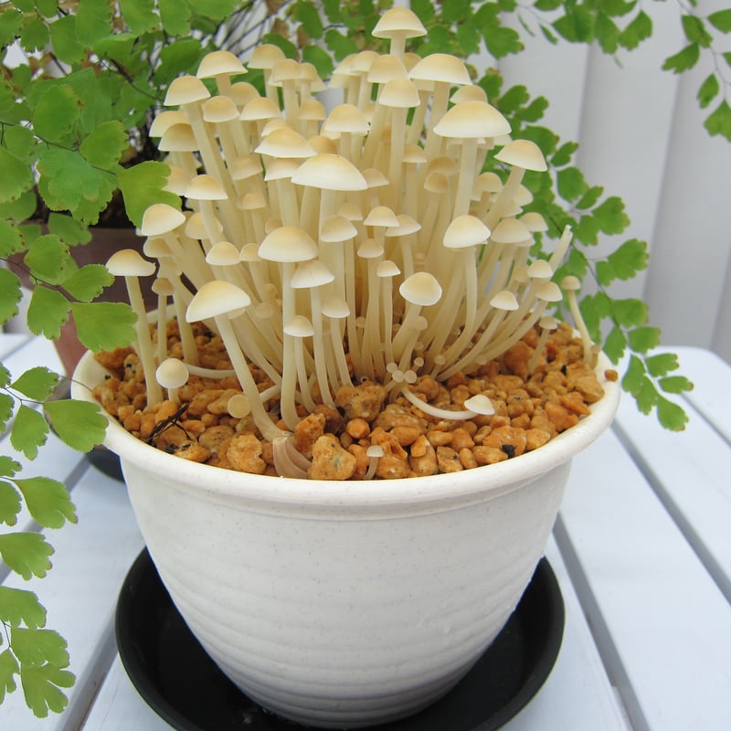 エノキタケ（オガ菌） | 富士種菌ショップ