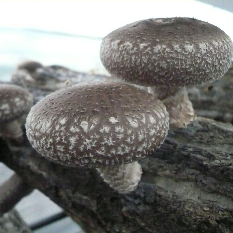 F206（駒菌） | 富士種菌ショップ